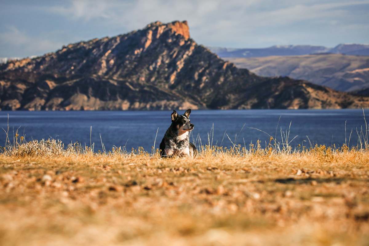 flaming gorge reservoir white and black dog lying on field near body of water dog